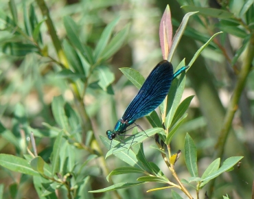 Croatie juin 2015 073(2)_opt