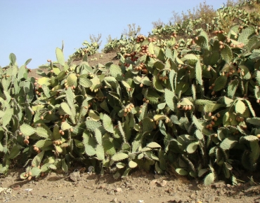 DSC08167_opt