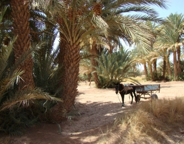 DSC08905_opt